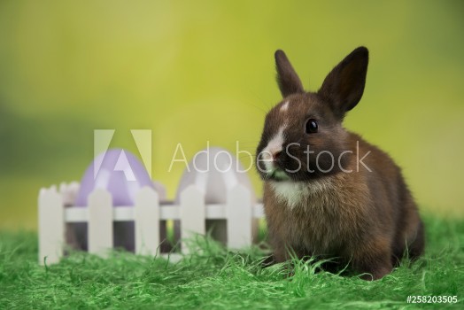 Picture of Bunny with Easter eggs on green background
